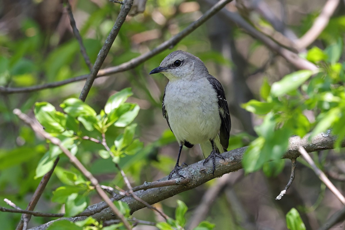 Northern Mockingbird - ML624214622