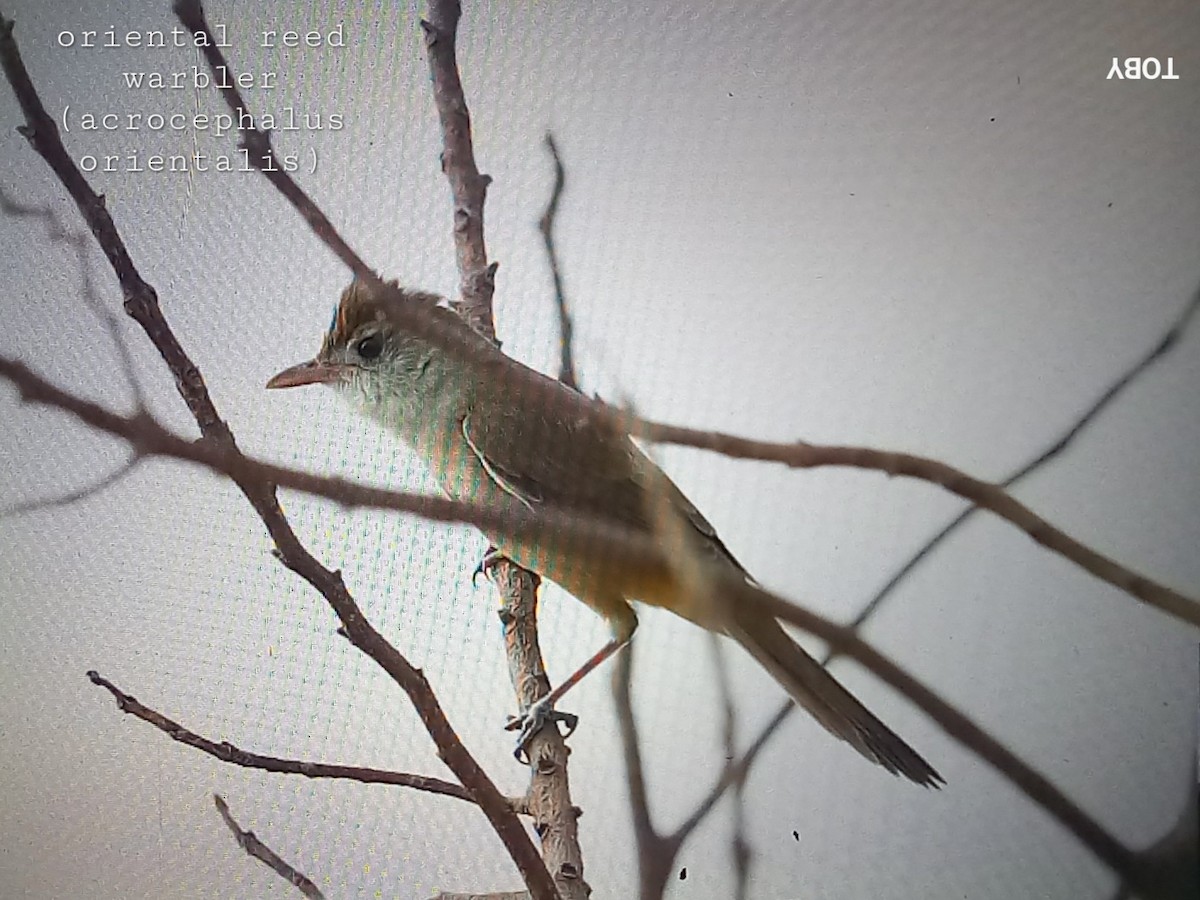 Oriental Reed Warbler - ML624214629