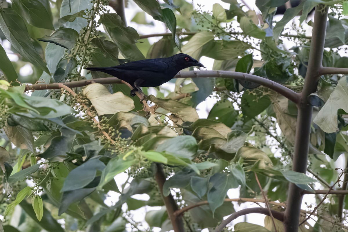 Short-tailed Starling - ML624214635