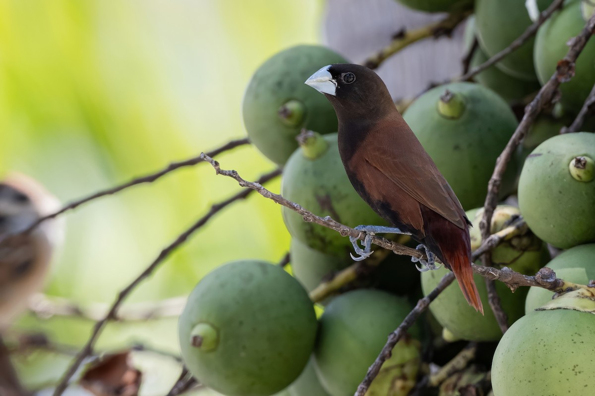 Chestnut Munia - ML624214640