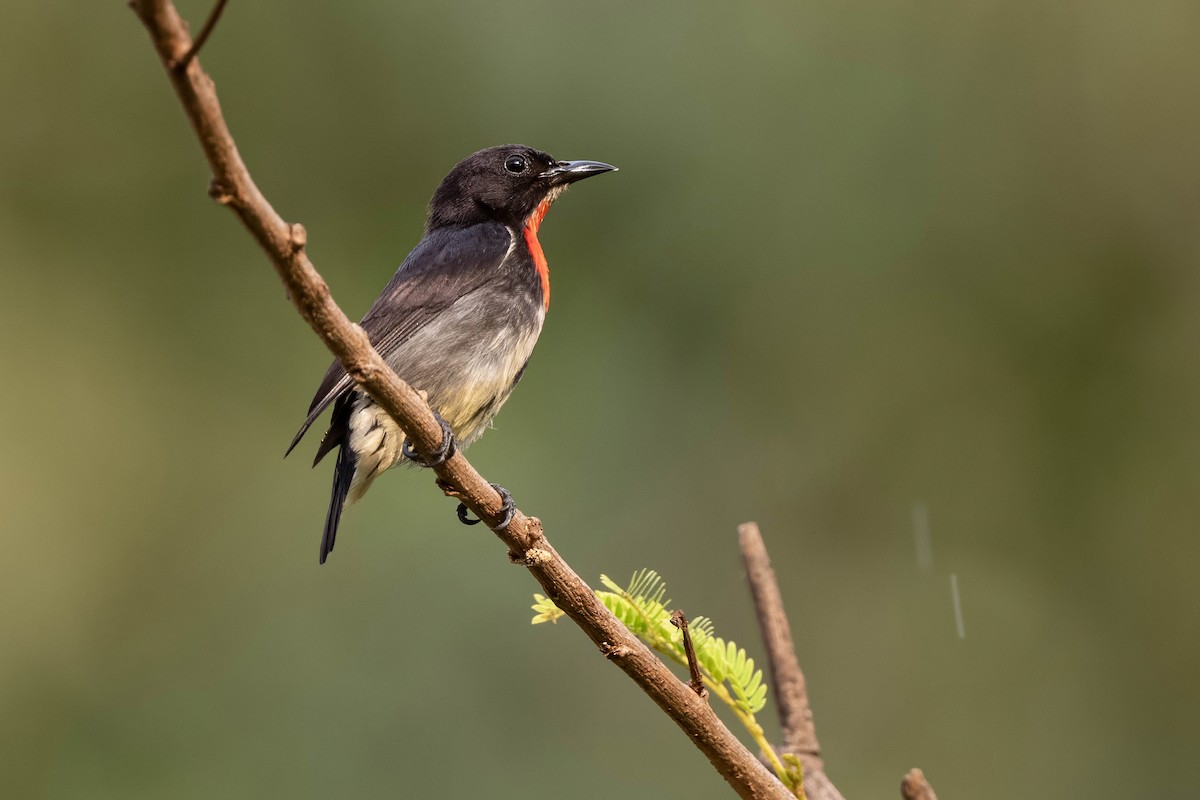 Gray-sided Flowerpecker - ML624214659