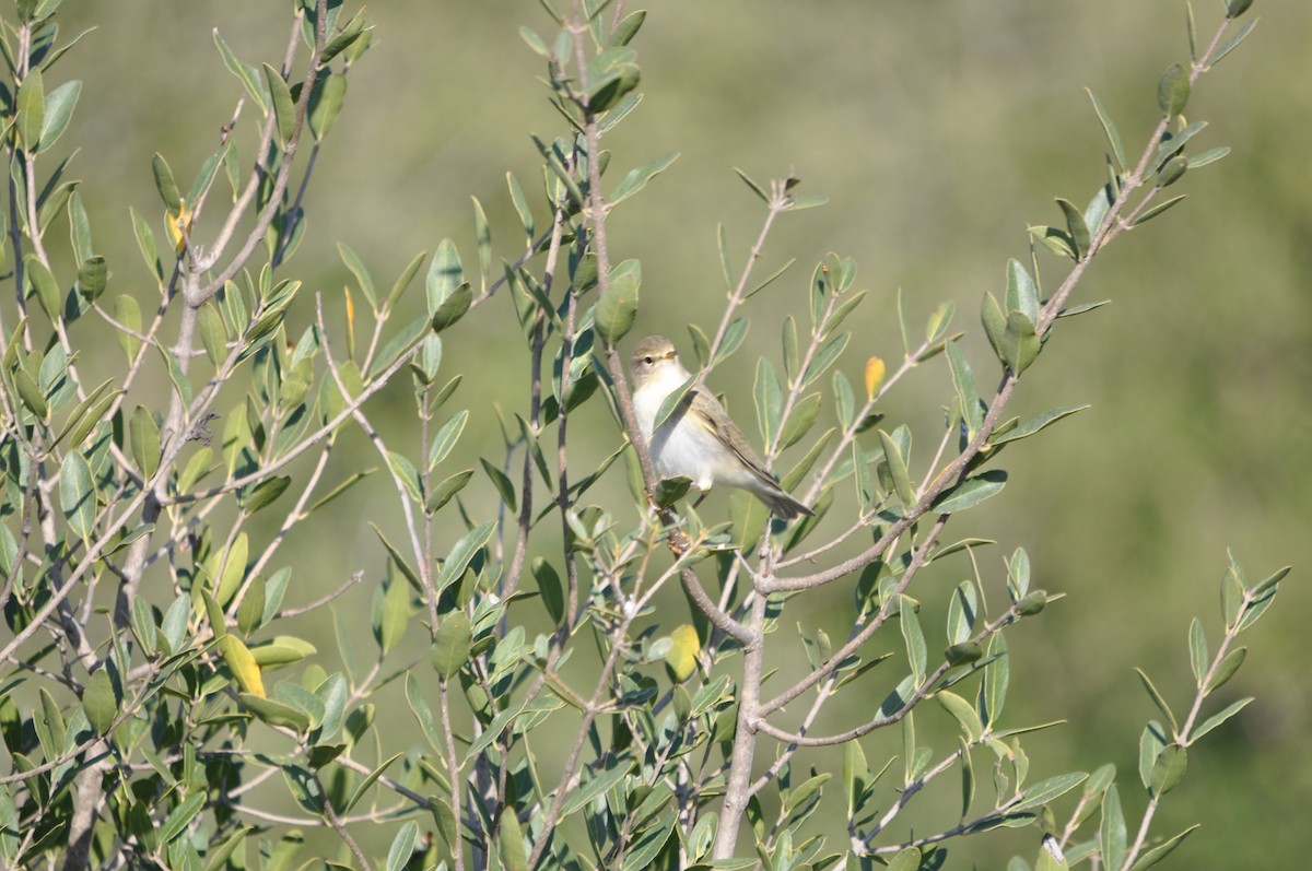 Western Bonelli's Warbler - ML624214665