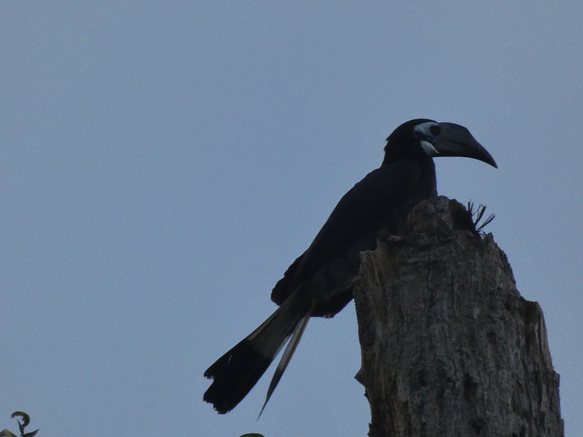 Bushy-crested Hornbill - ML624214682