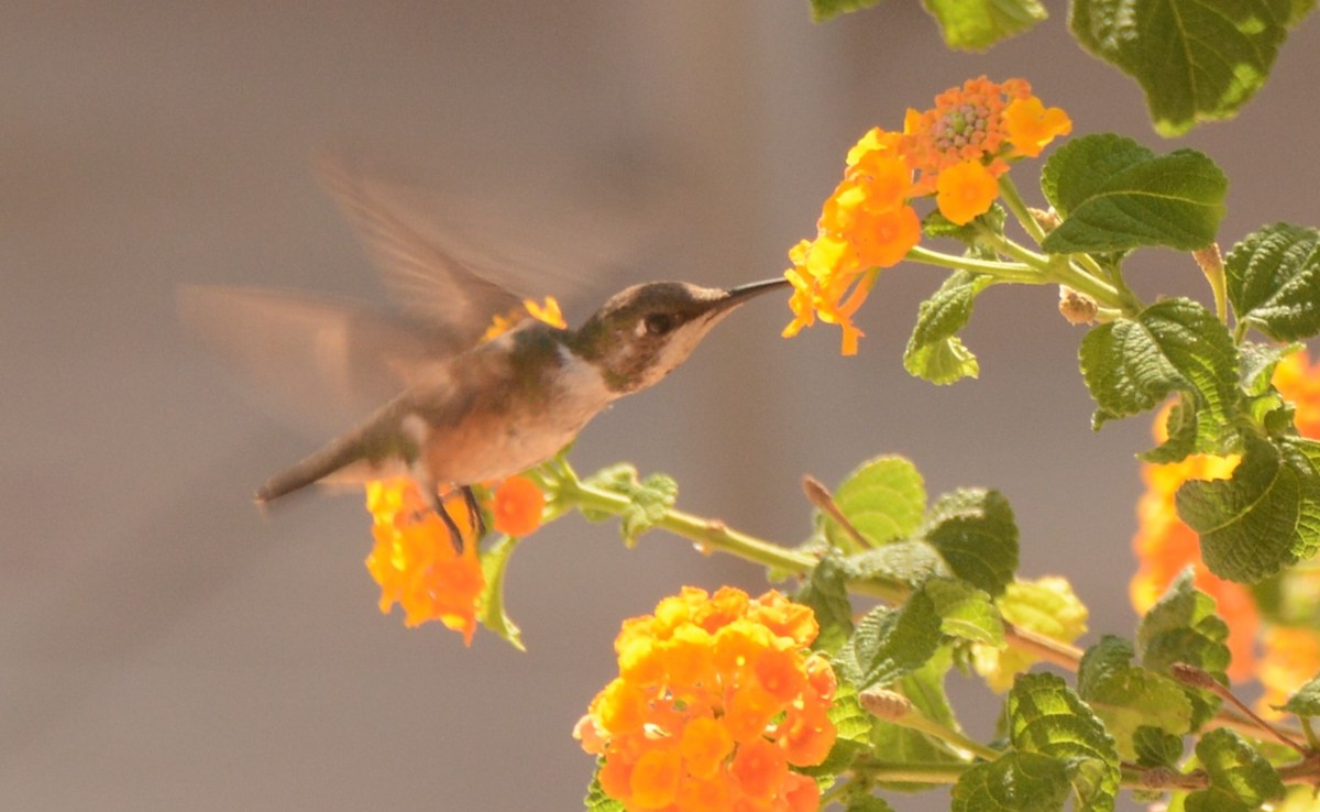 Colibrí Amatista - ML624214690