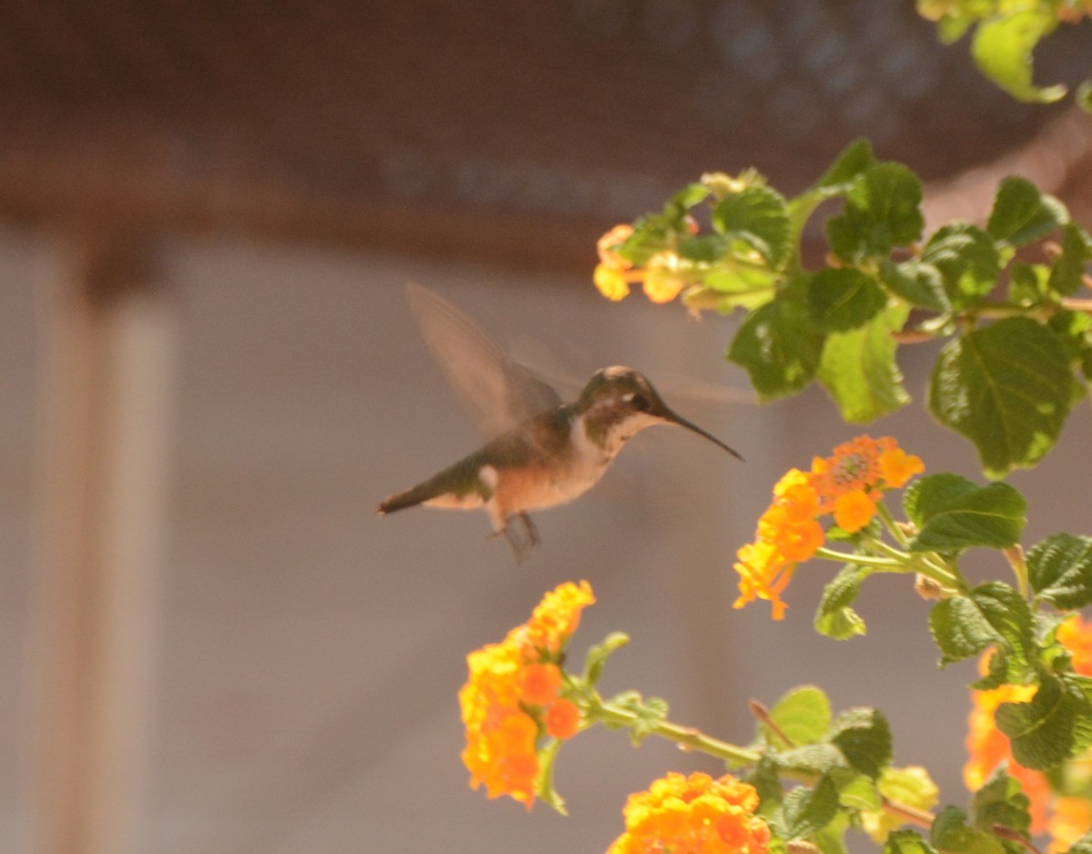 Colibrí Amatista - ML624214691