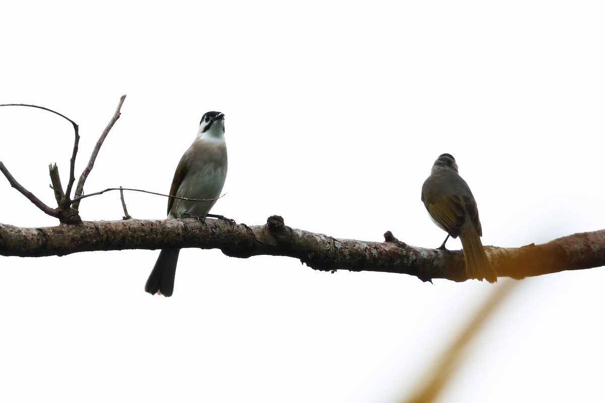 Styan's Bulbul - ML624214709