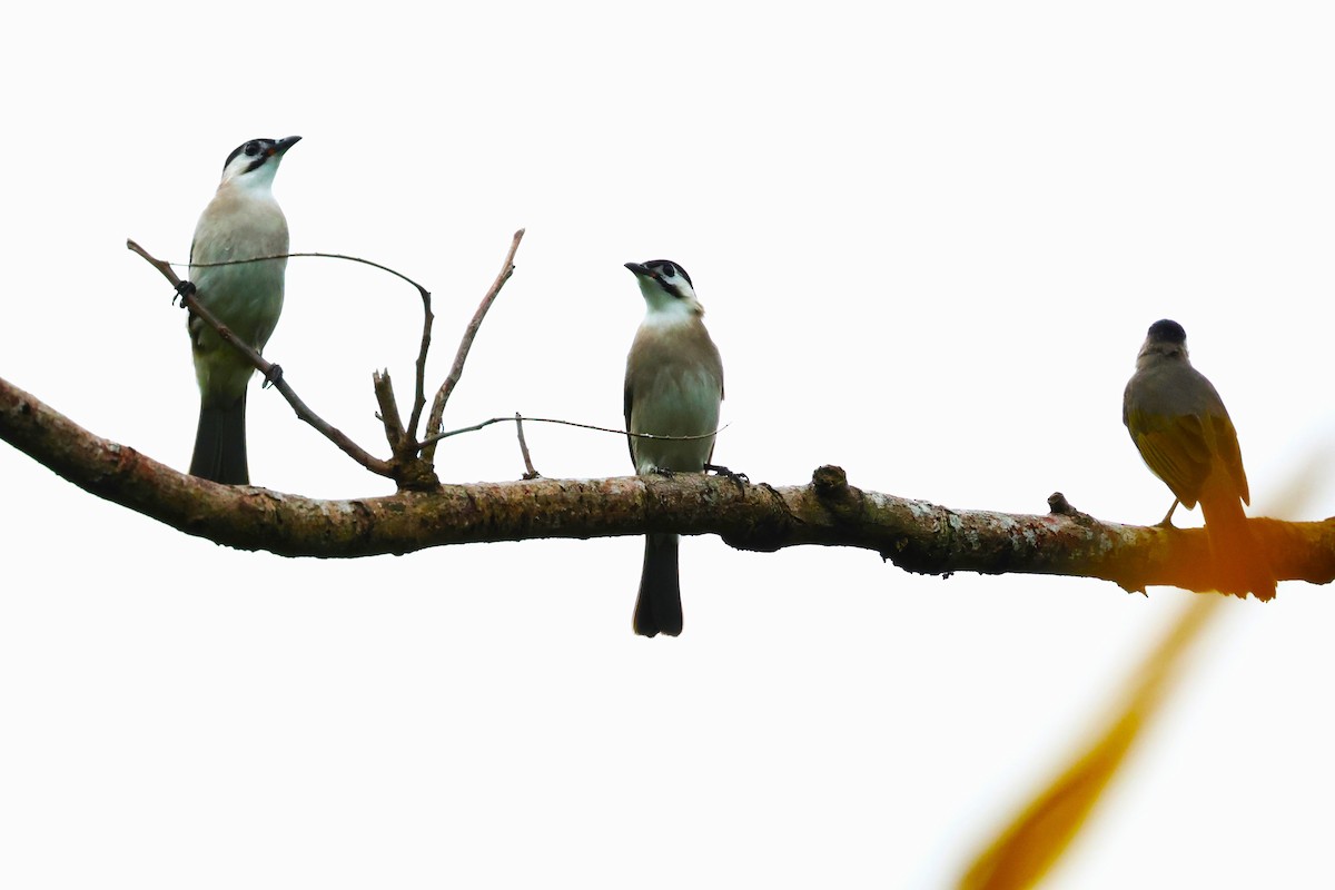 Styan's Bulbul - ML624214716