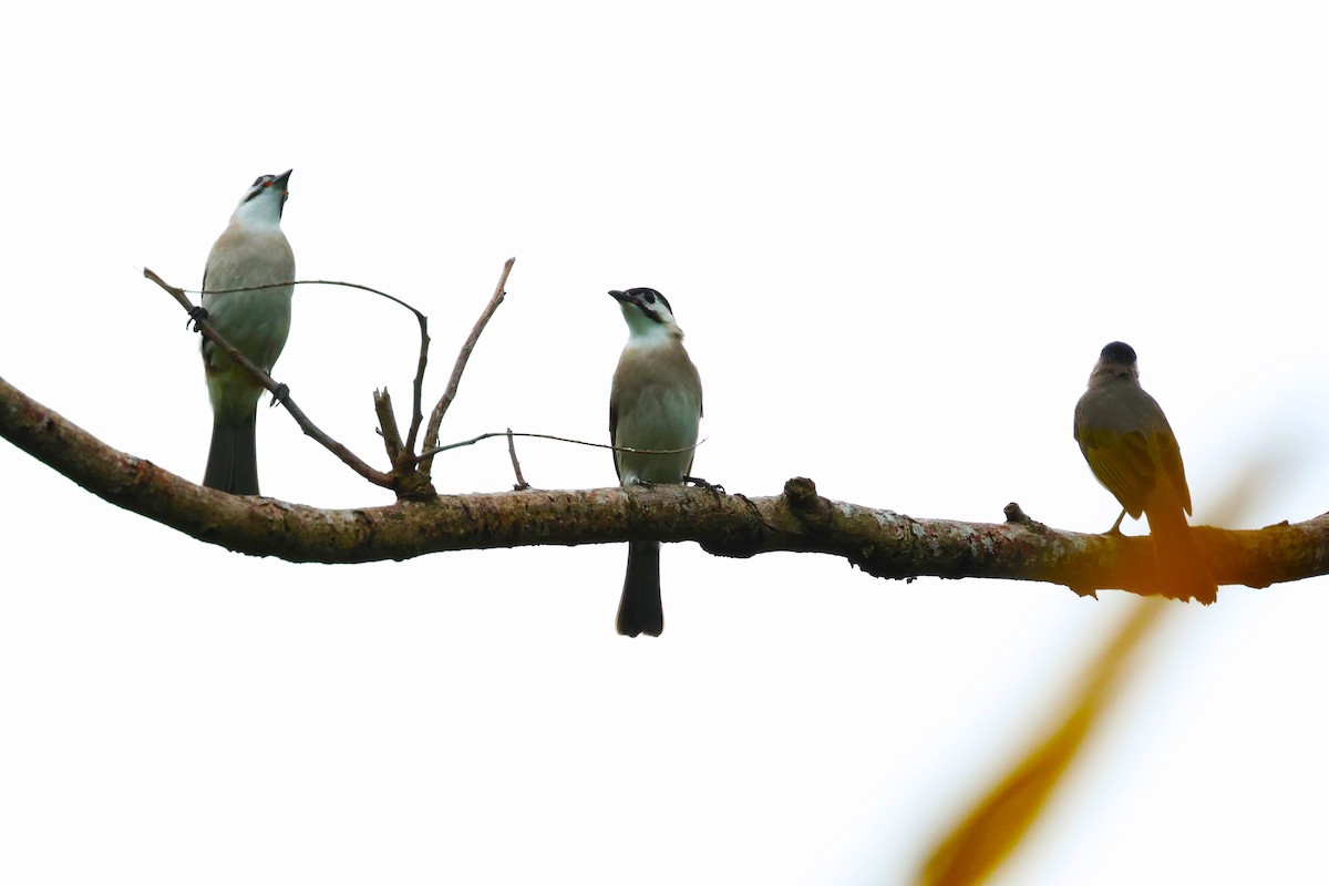 Styan's Bulbul - ML624214723
