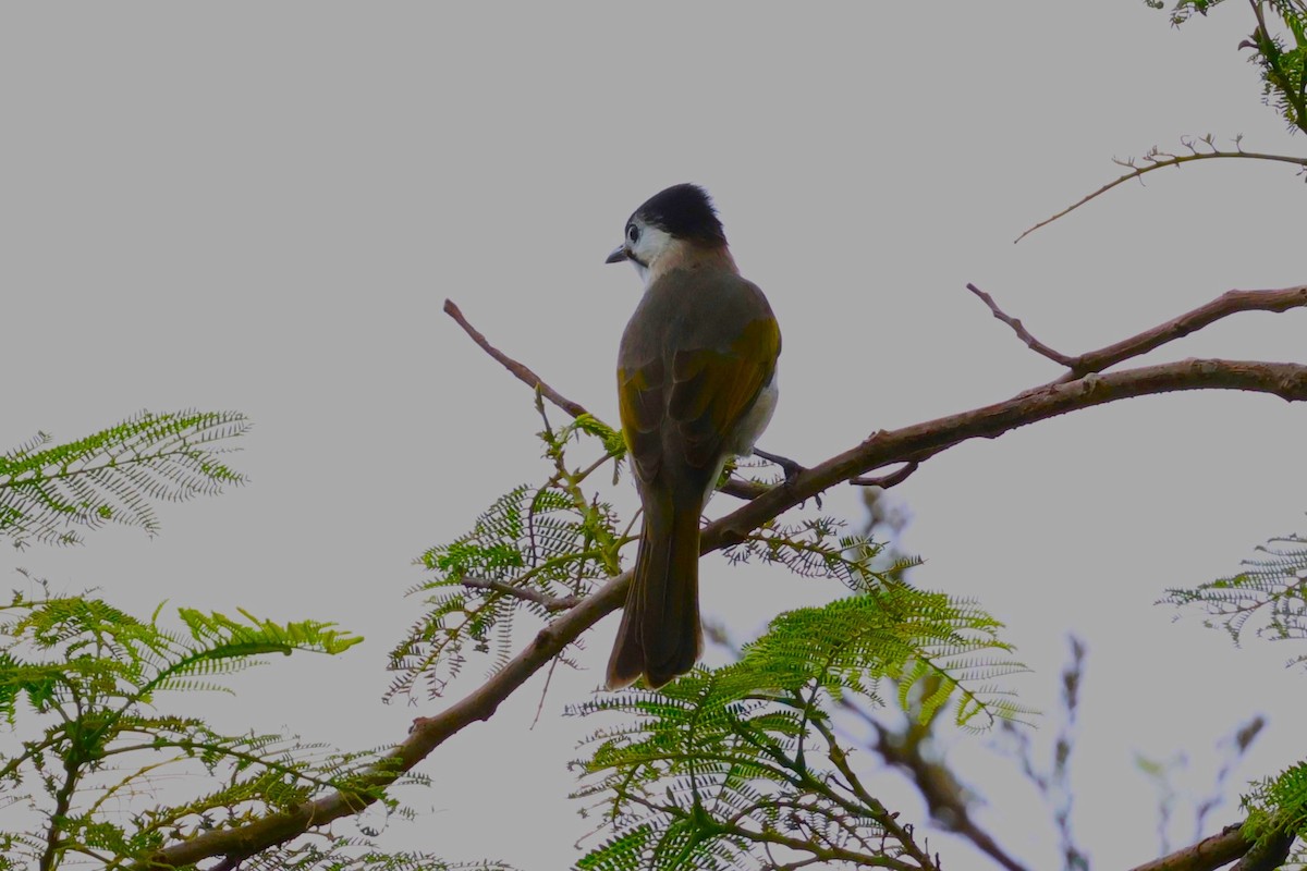 Styan's Bulbul - ML624214725