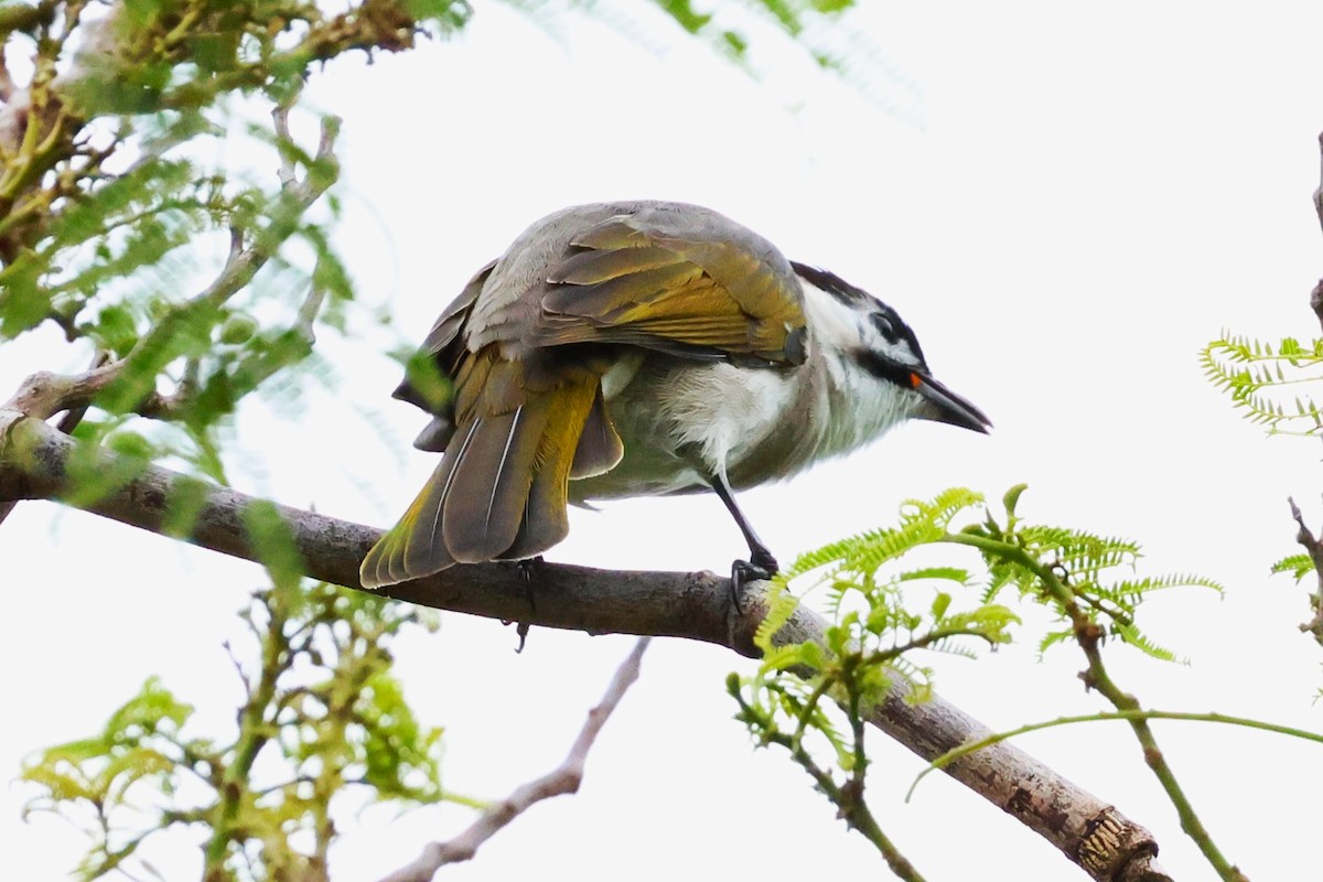 Styan's Bulbul - ML624214727