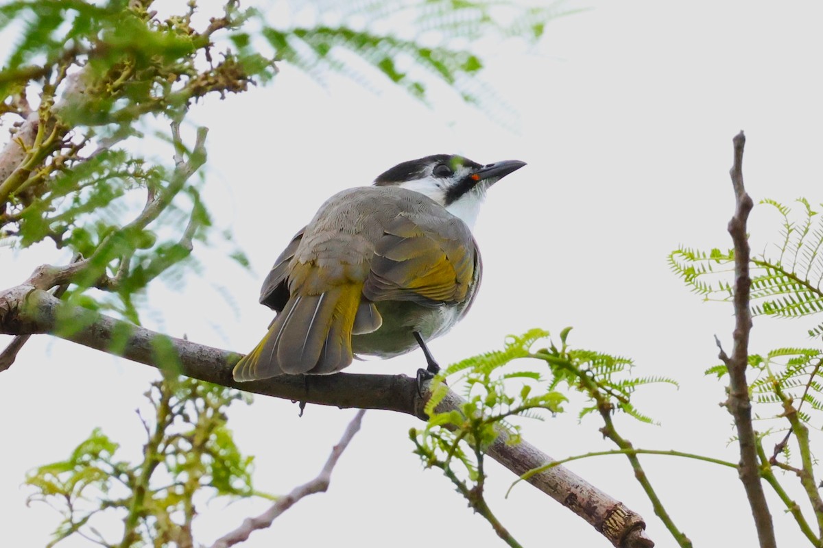 Styan's Bulbul - ML624214728