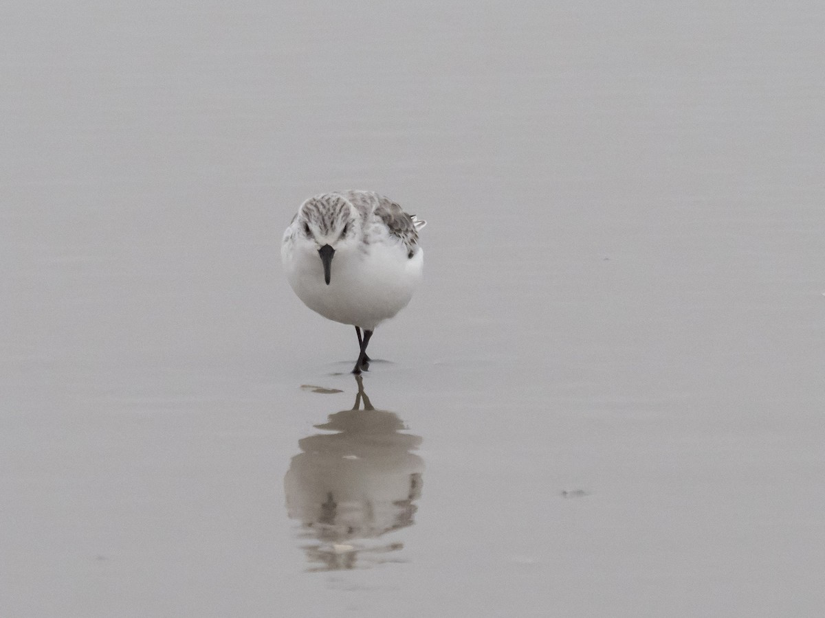 Bécasseau sanderling - ML624214750