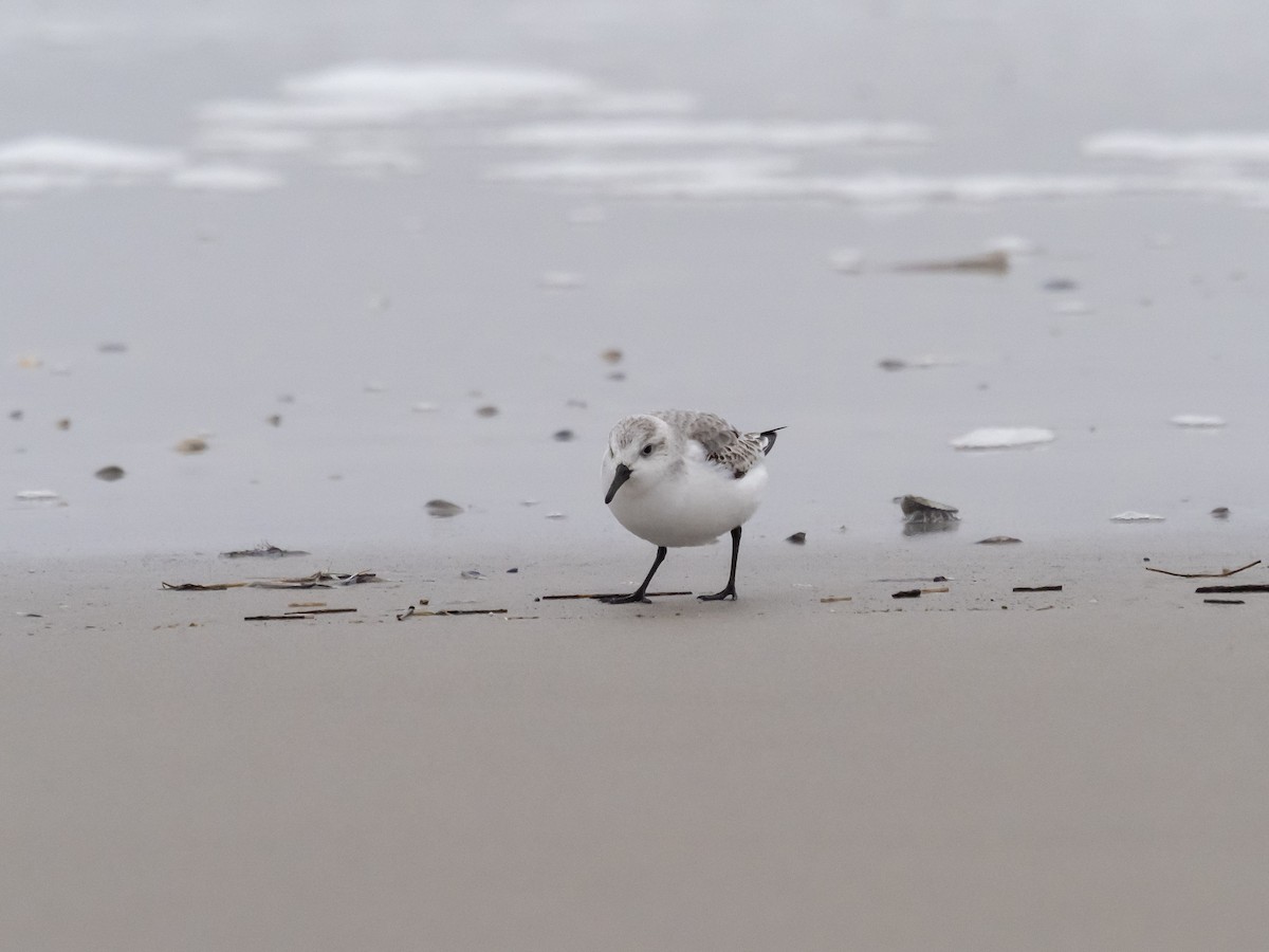 Bécasseau sanderling - ML624214751