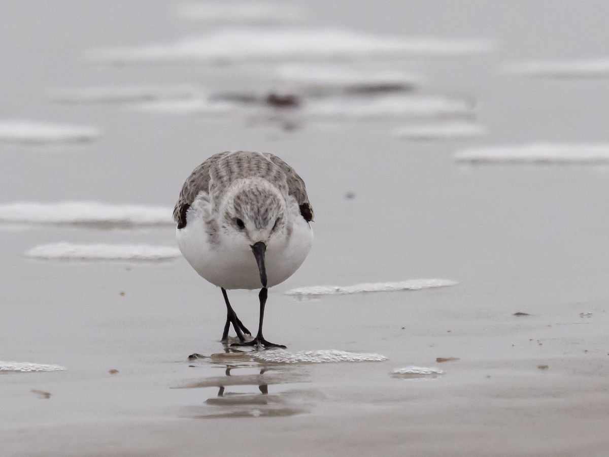 Bécasseau sanderling - ML624214752