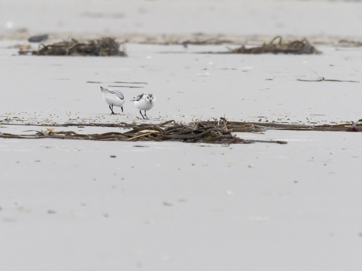 Bécasseau sanderling - ML624214753