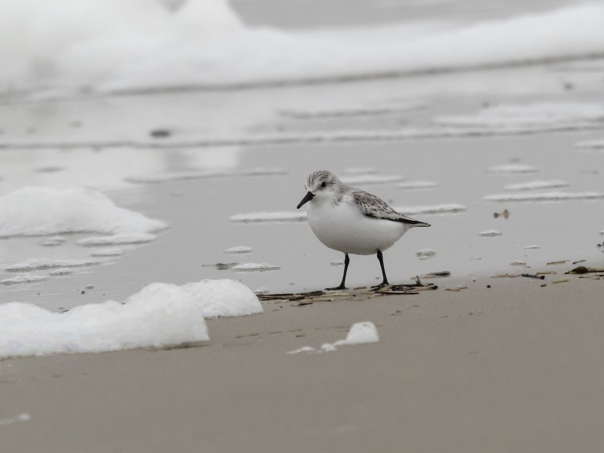 Bécasseau sanderling - ML624214754