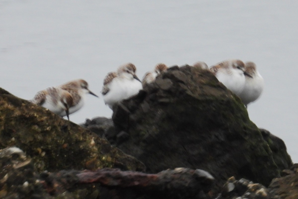 Semipalmated Sandpiper - ML624214768