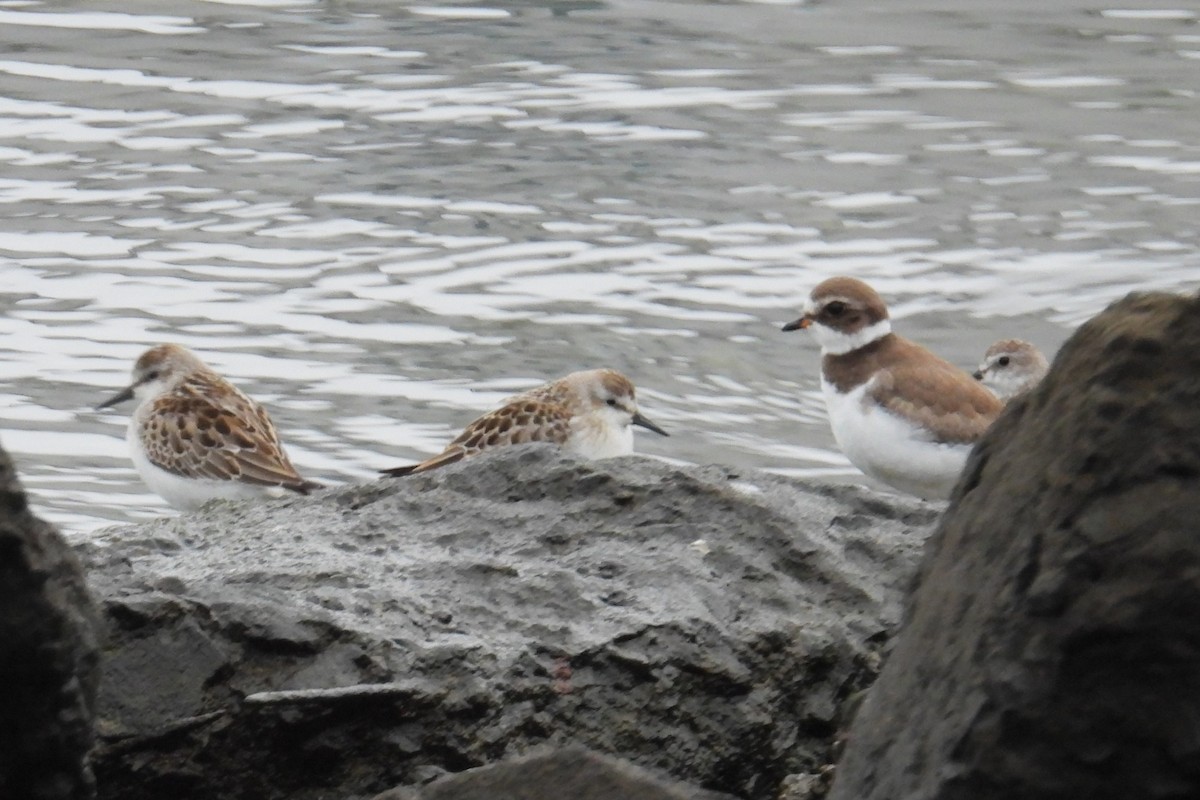 Semipalmated Sandpiper - ML624214769