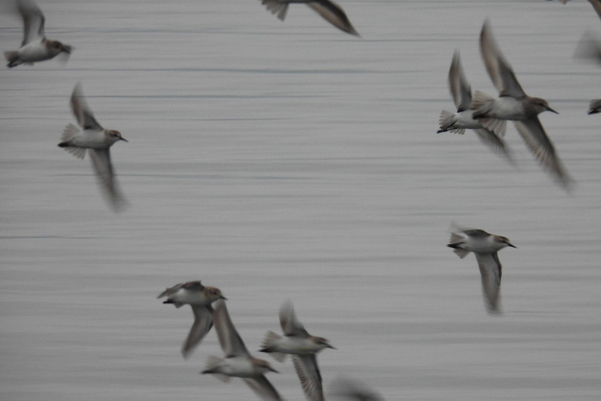 Semipalmated Sandpiper - ML624214770