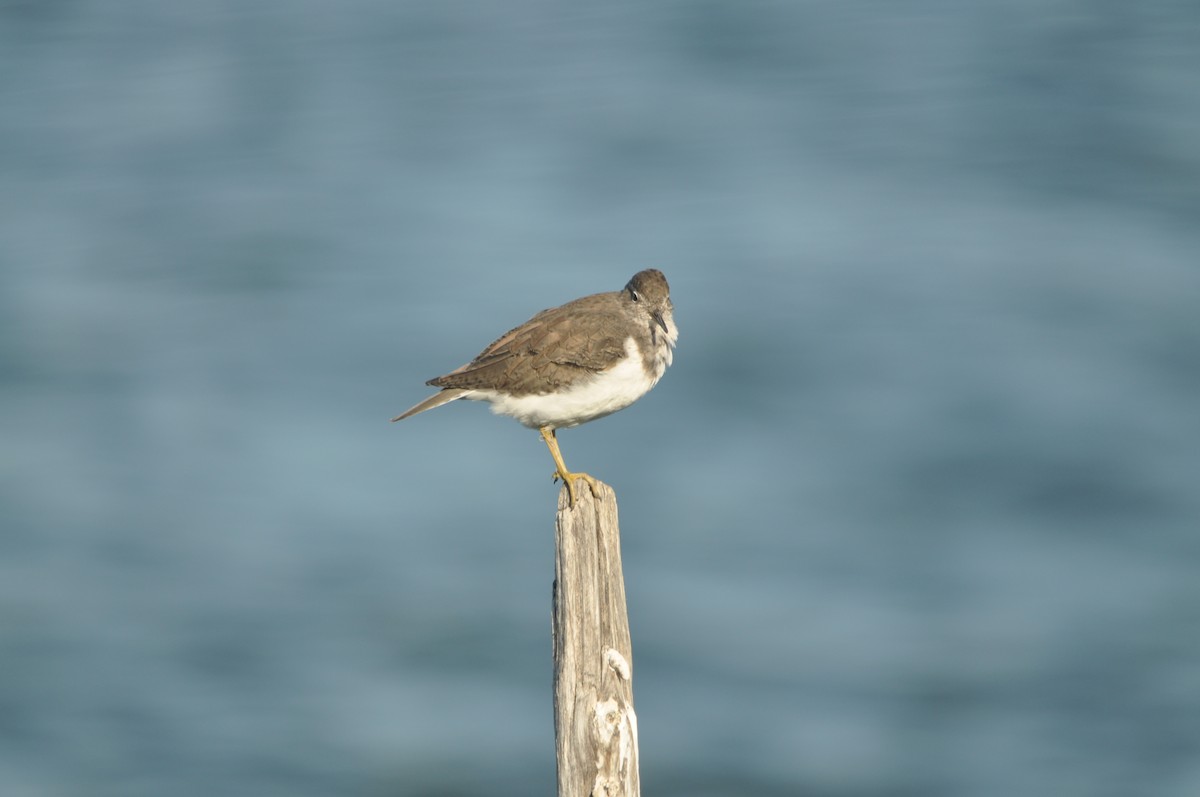 Common Sandpiper - ML624214773