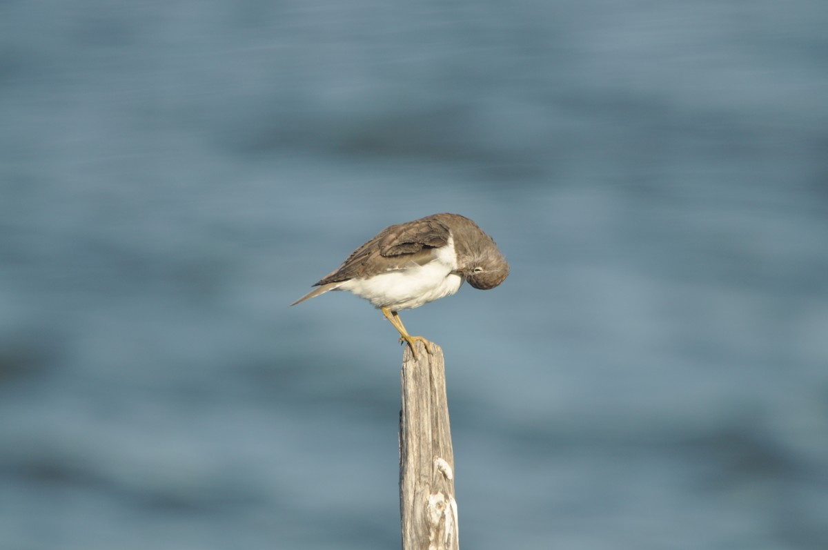 Common Sandpiper - ML624214774