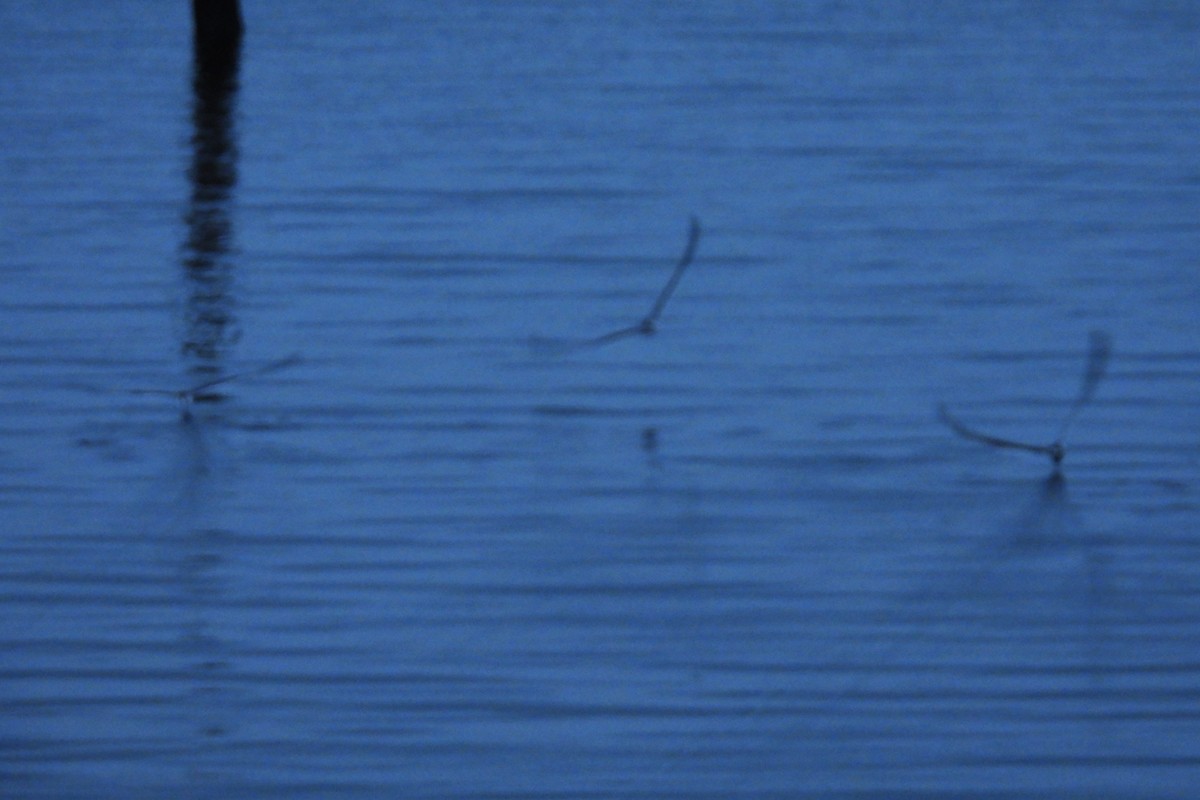 Black Skimmer - ML624214777