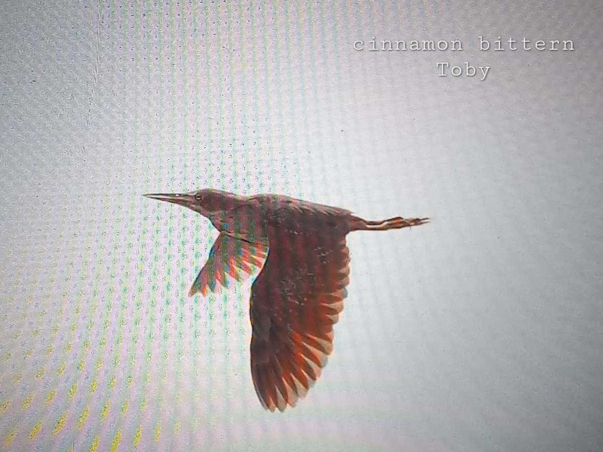 Cinnamon Bittern - ML624214778