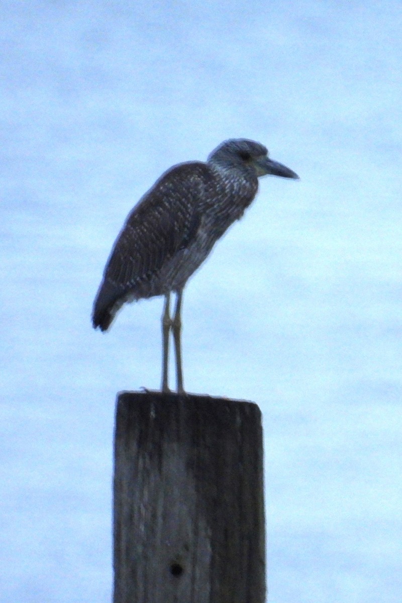 Yellow-crowned Night Heron - ML624214779