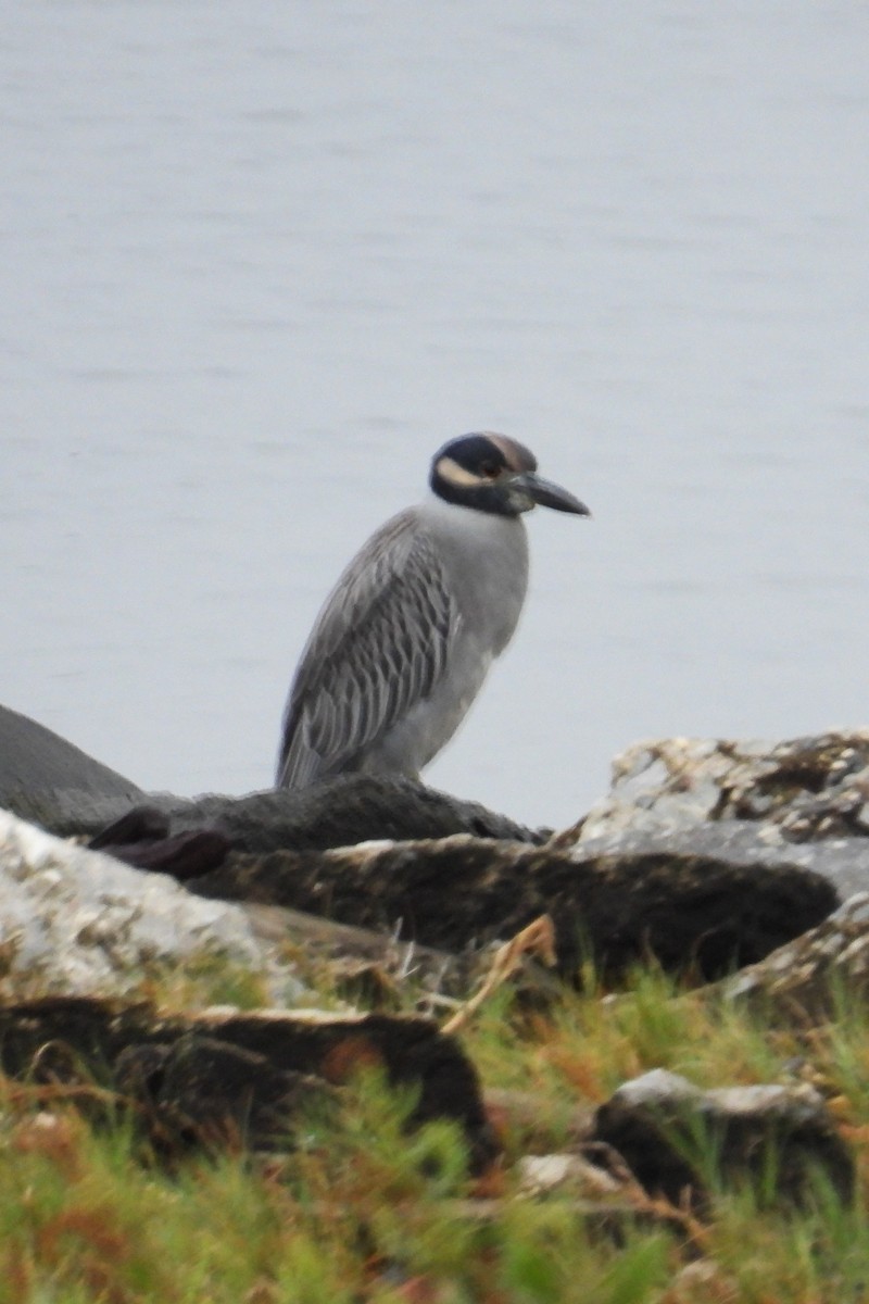 Yellow-crowned Night Heron - ML624214780