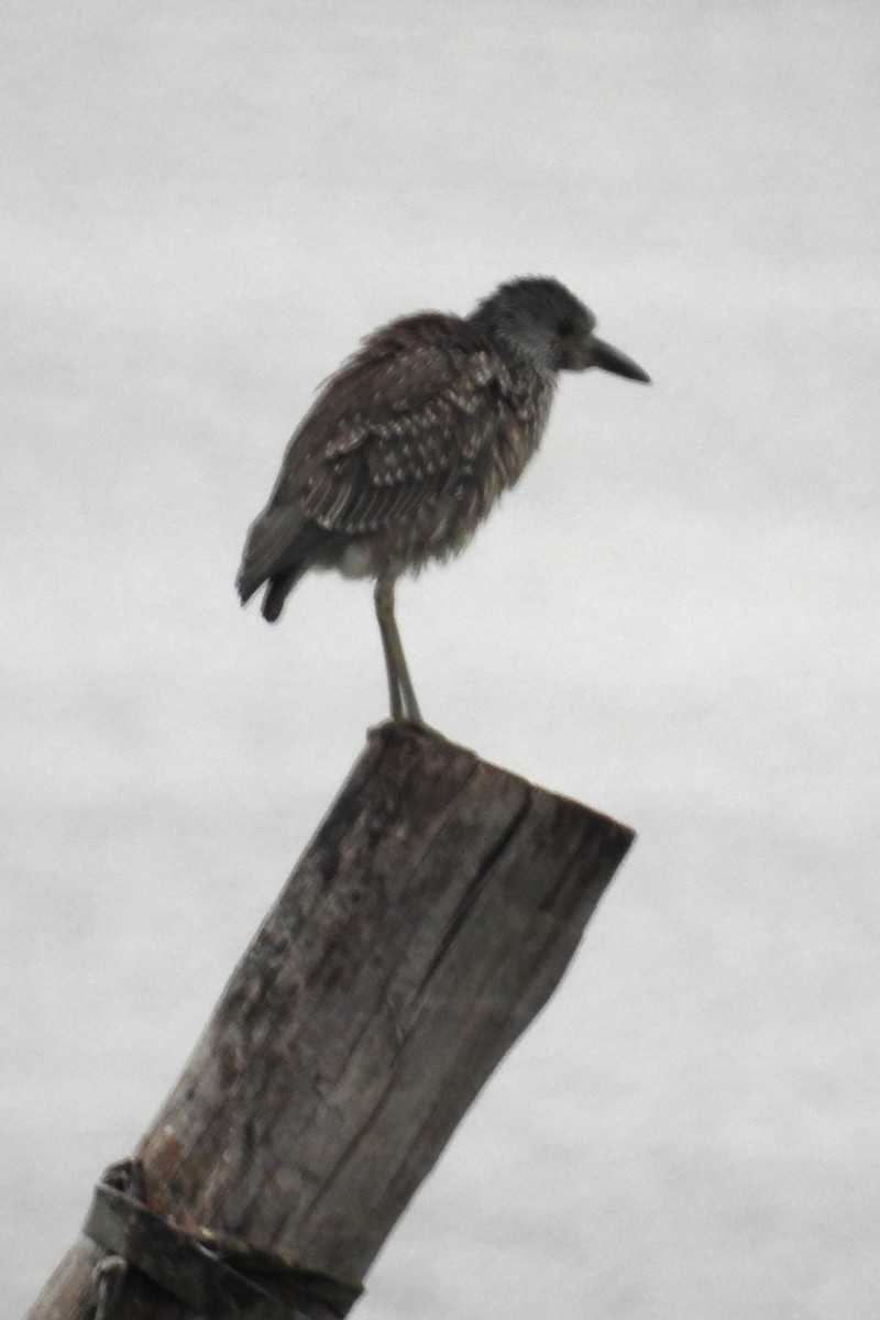 Yellow-crowned Night Heron - ML624214781