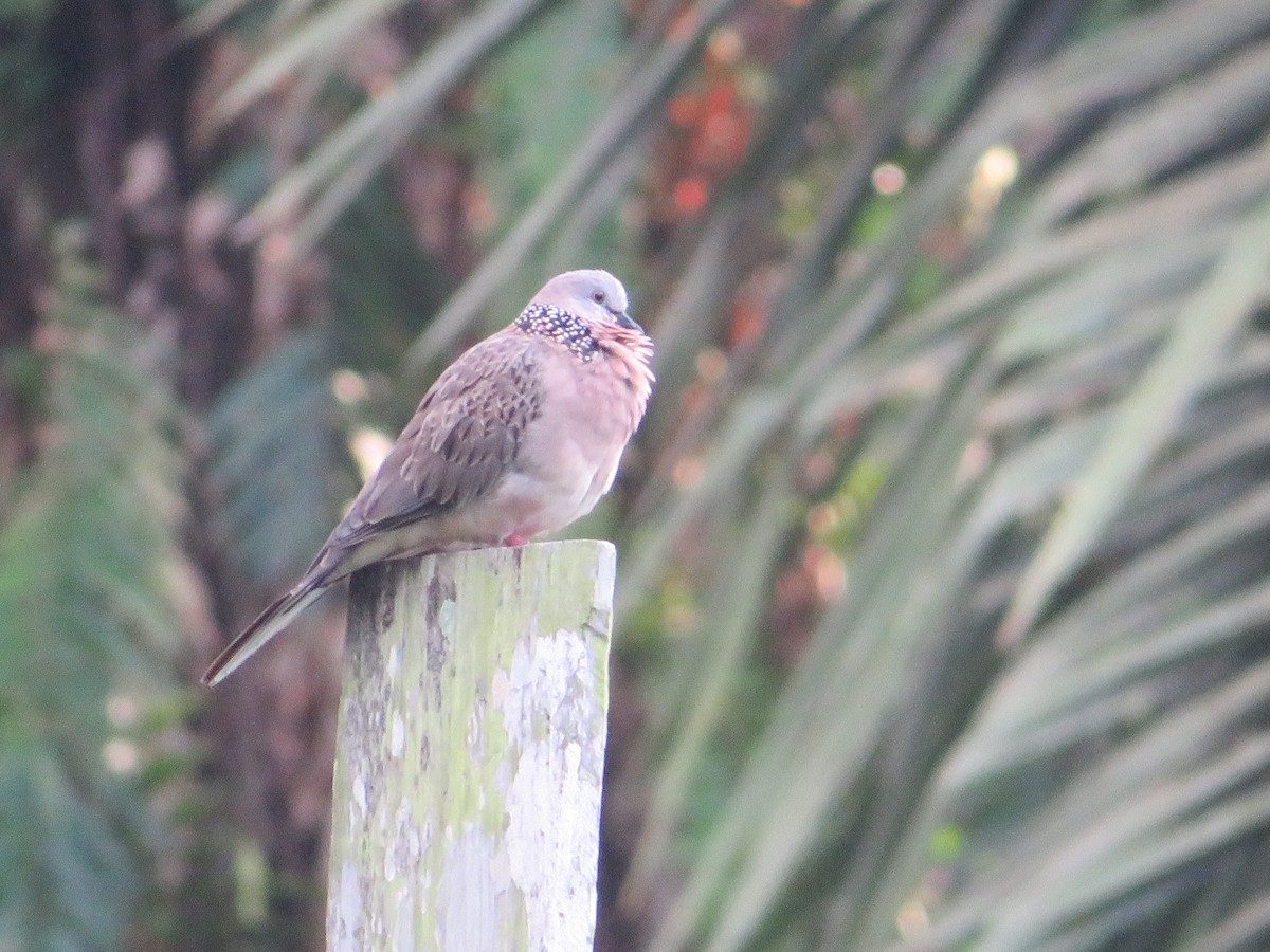 Spotted Dove - ML624214788