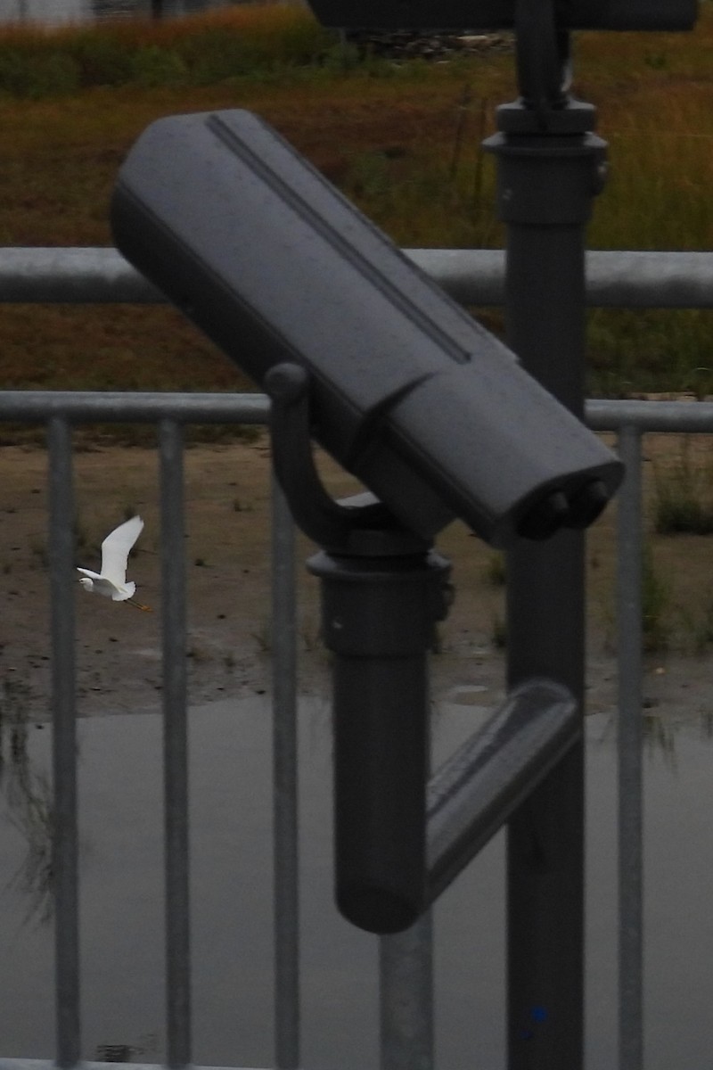 Snowy Egret - ML624214791