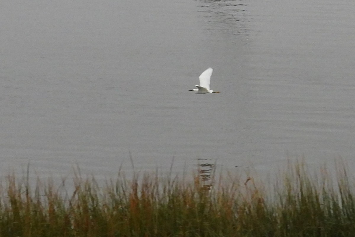 Snowy Egret - ML624214792