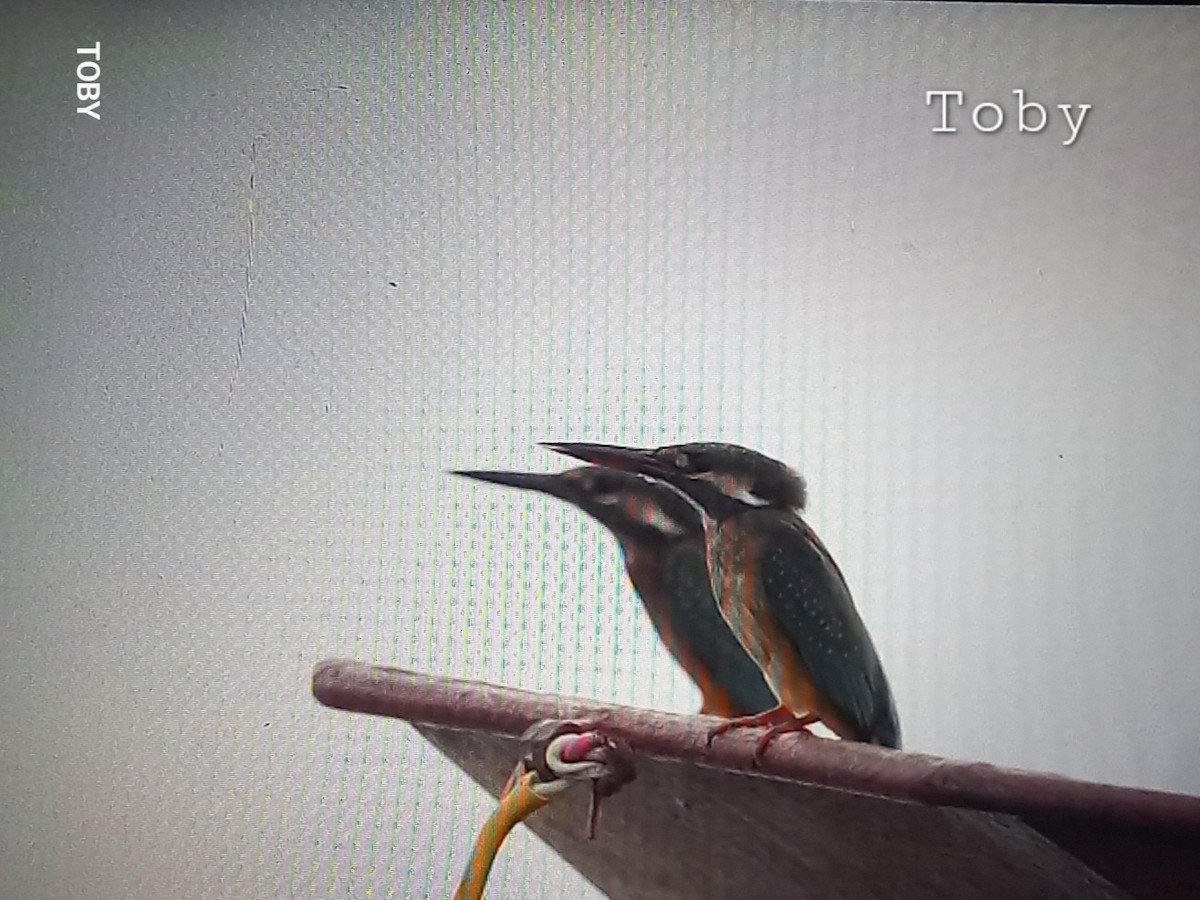 Common Kingfisher - ML624214794