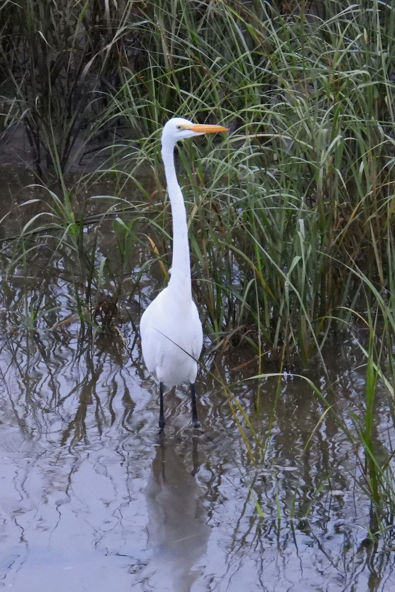 Great Egret - ML624214797