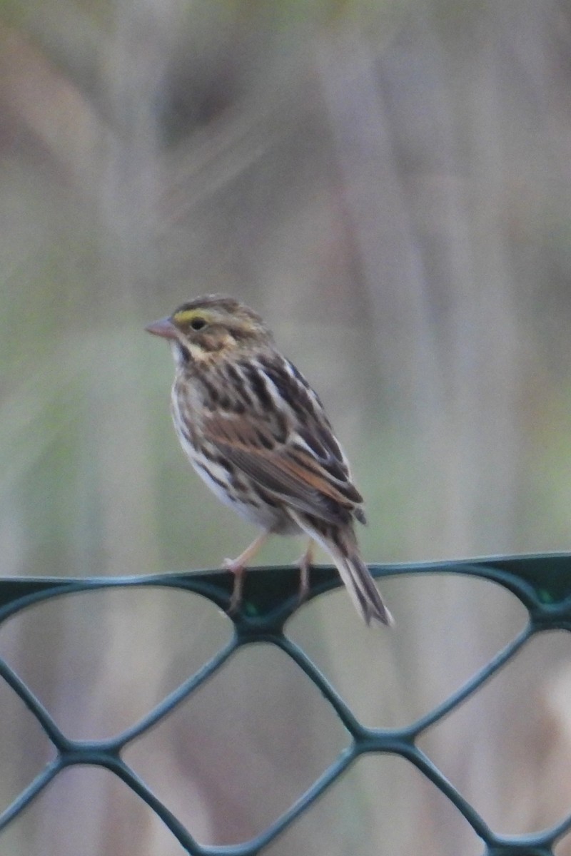 Savannah Sparrow - Larry Gaugler