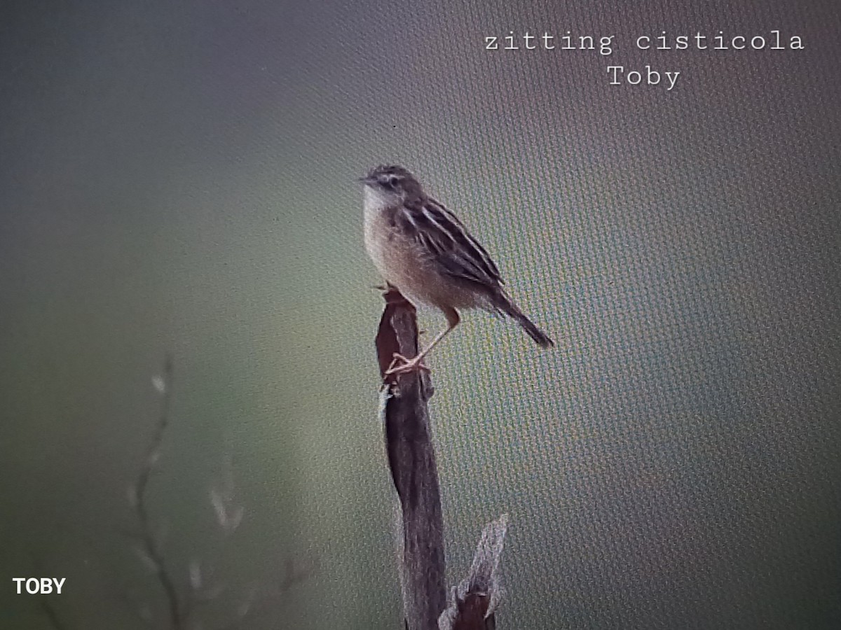 Zitting Cisticola - ML624214809