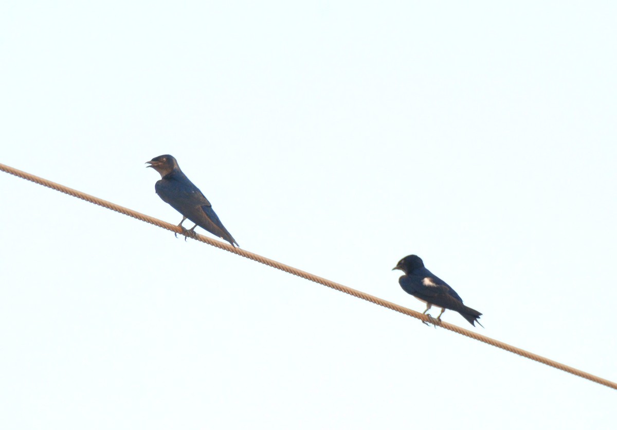 Gray-breasted Martin - Maria Ogrzewalska