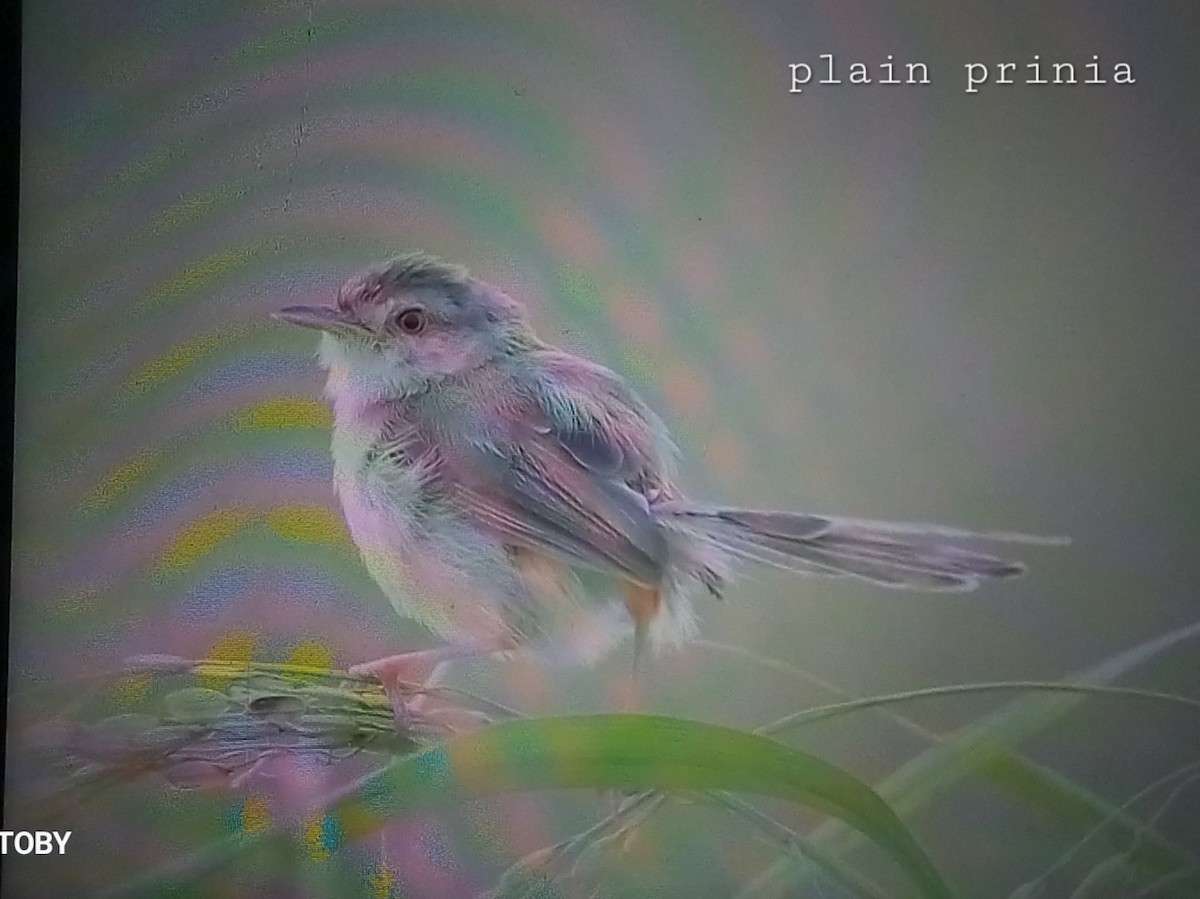 Plain Prinia - ML624214815