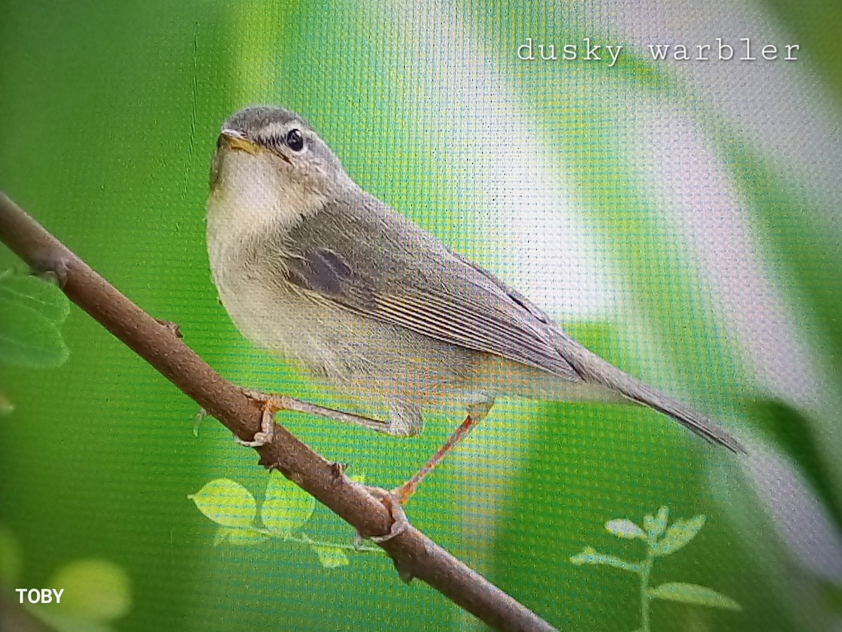 Dusky Warbler - ML624214820