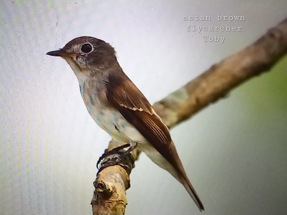 Asian Brown Flycatcher - ML624214827