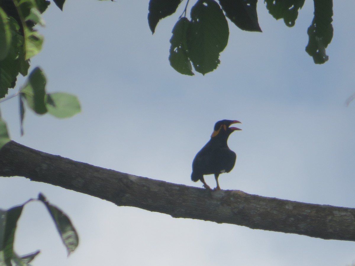 Common Hill Myna - ML624214830