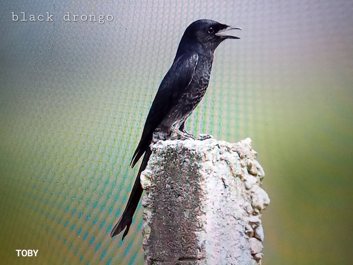 Black Drongo - ML624214837