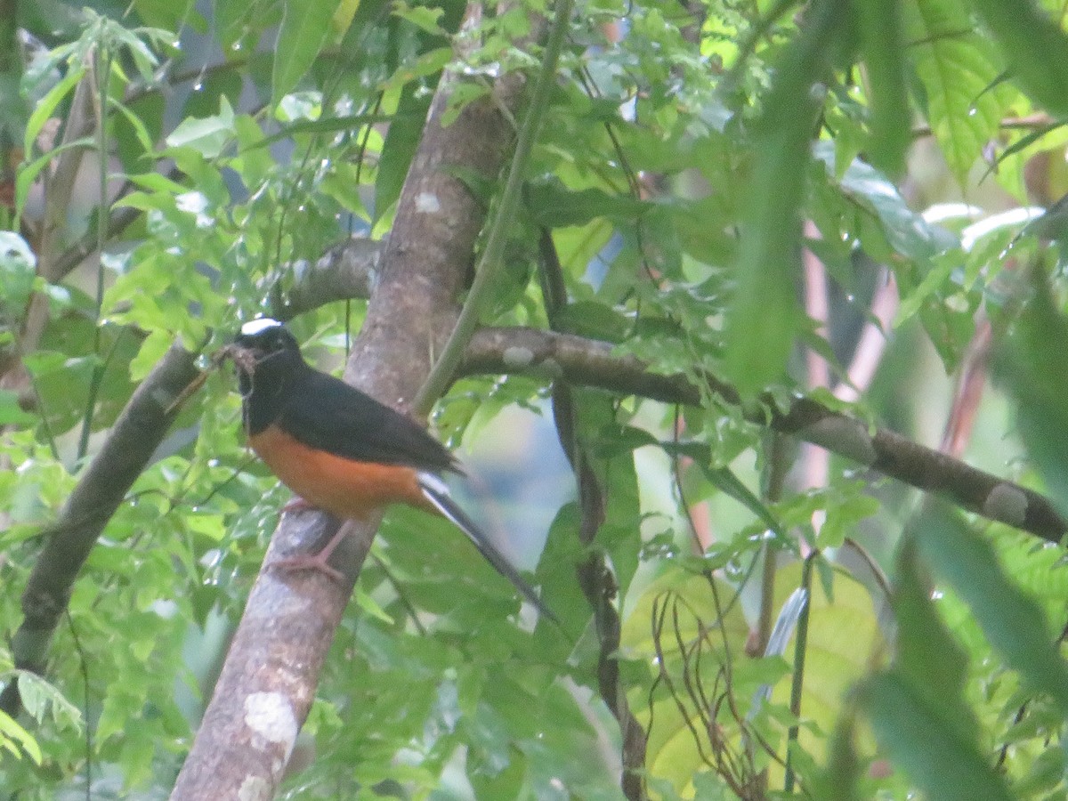 White-crowned Shama - ML624214840