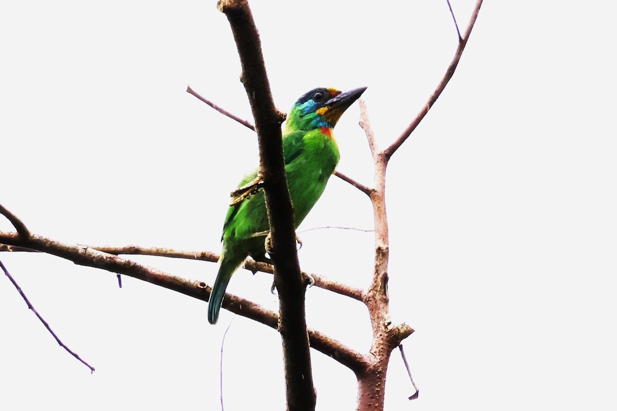 Taiwan Barbet - ML624214846