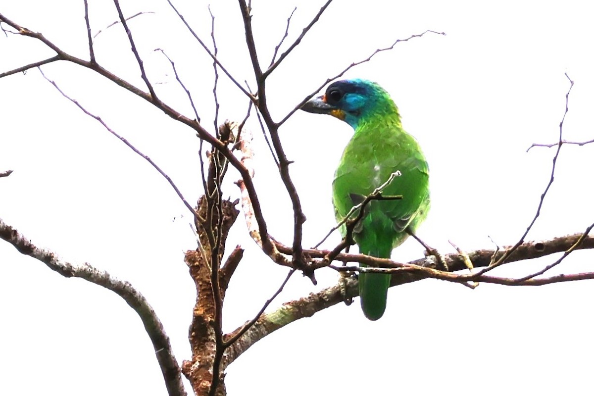 Taiwan Barbet - ML624214847