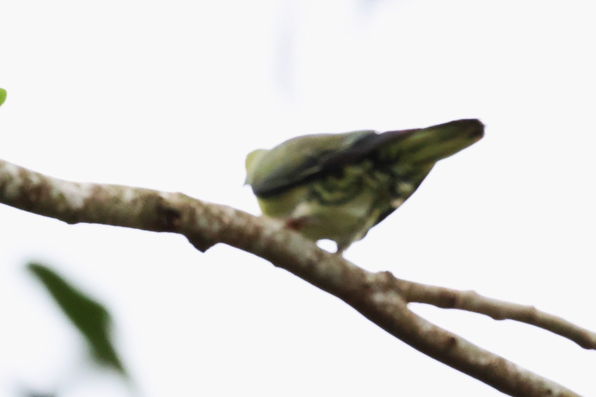White-bellied Green-Pigeon - ML624214856