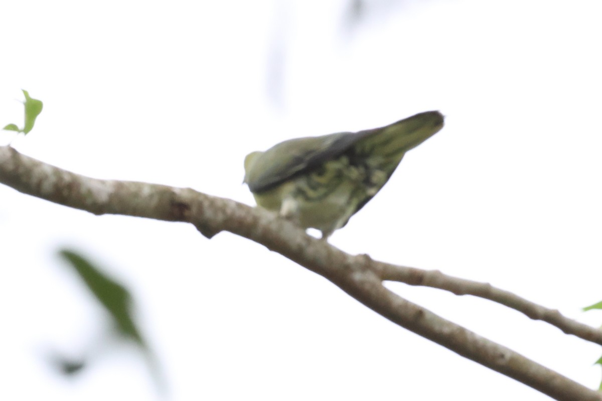 White-bellied Green-Pigeon - ML624214857
