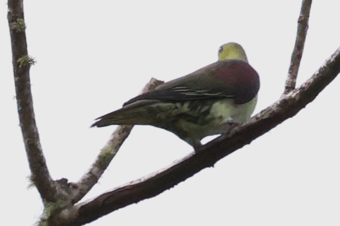 White-bellied Green-Pigeon - ML624214858