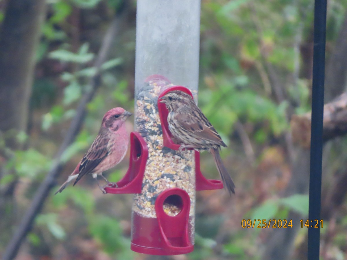 Purple Finch - ML624214865